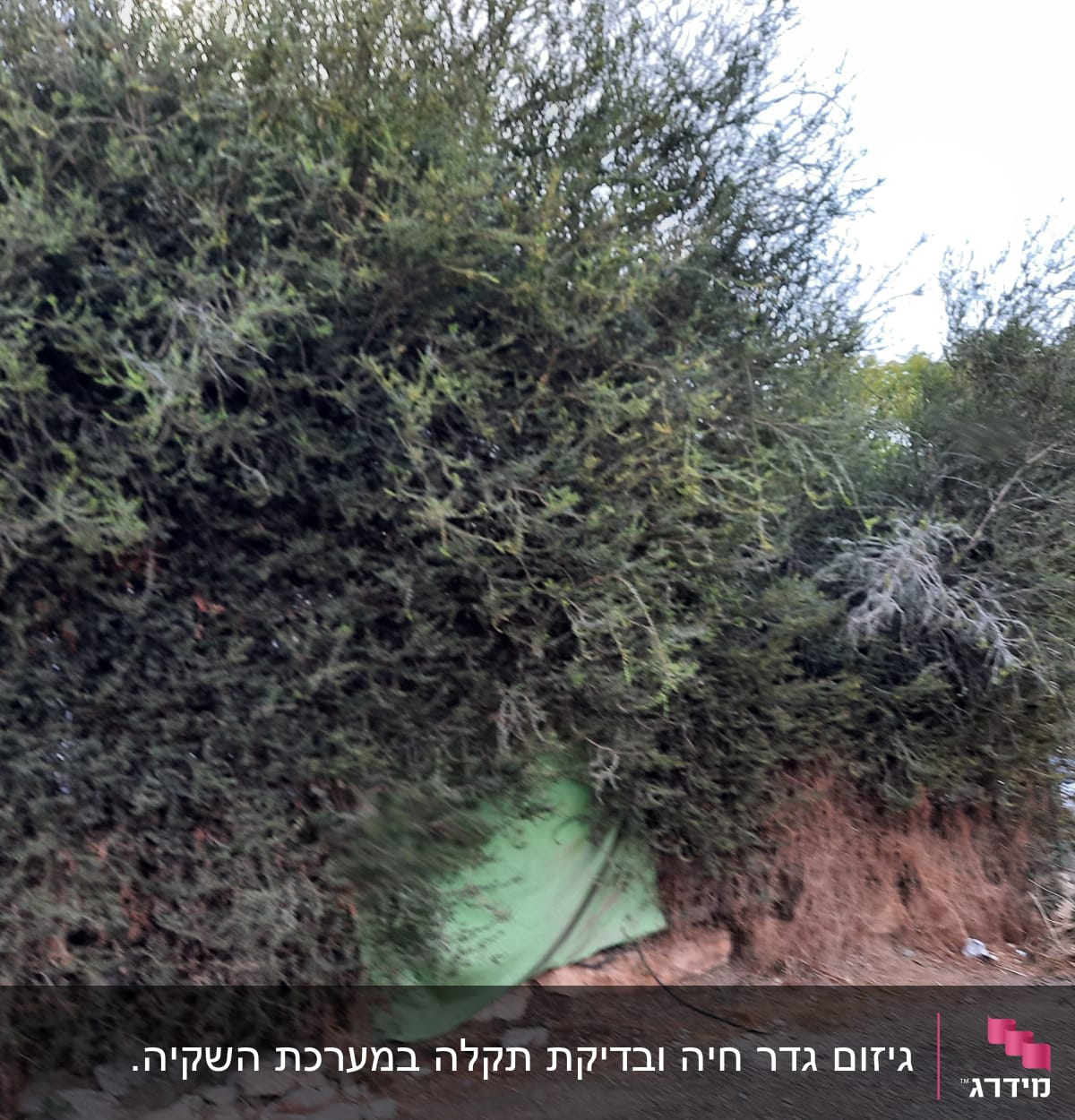 שיחים ירוקים עם יריעת בד ירוקה על הקרקע